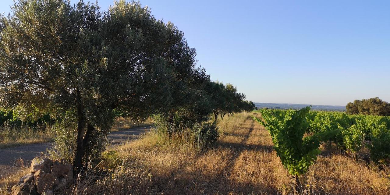 Saint-Saturnin-de-Lucian Le Mimosa Bed & Breakfast エクステリア 写真